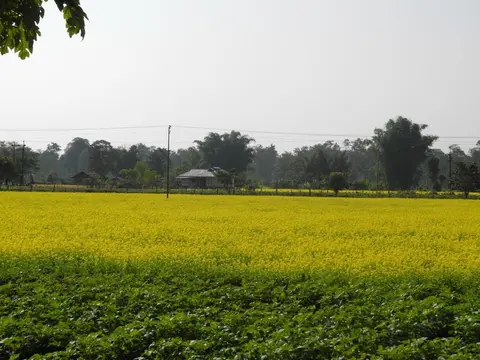Mustard cultivation miju/küttu maü/akung