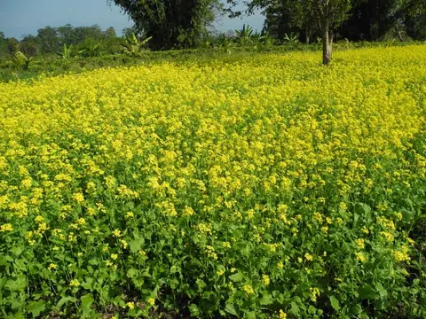 Mustard cultivation miju/küttu maü/akung